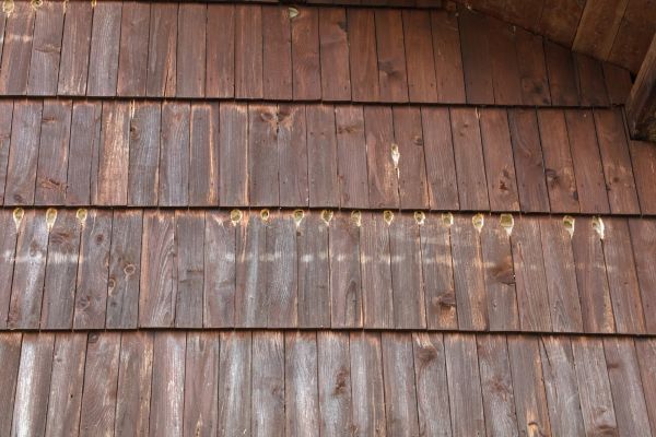 Woodpecker Hole Filling Service