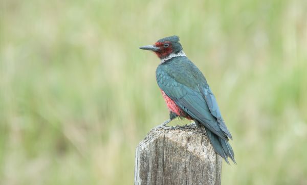 Woodpecker Hole Patching Service