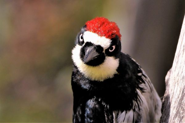 Woodpecker Cavity Repair