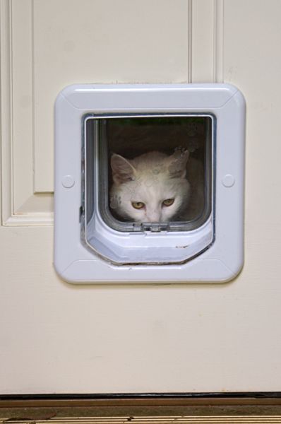 Pet Door Replacement