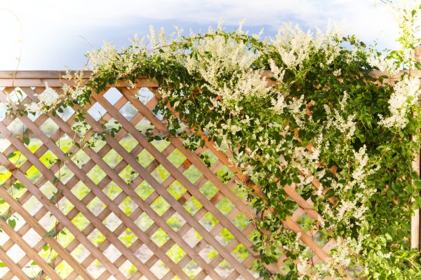 Decorative Lattice Install