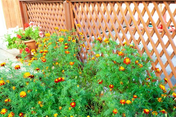Decorative Lattice Mounting Service