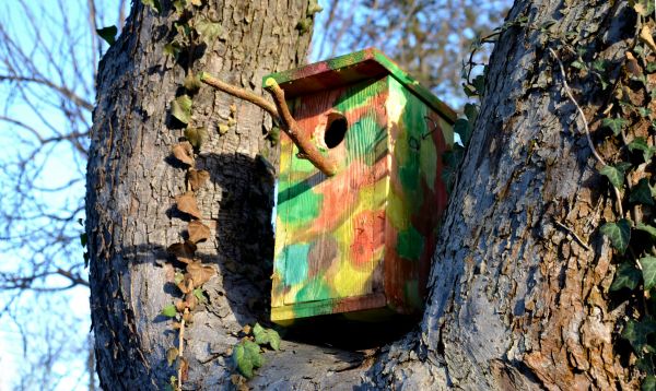 Birdhouse Placement