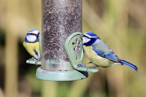 Bird Feeder Placement